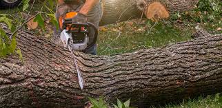 Best Tree Mulching  in Day Valley, CA