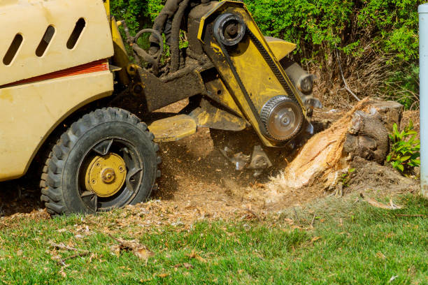 Best Seasonal Cleanup (Spring/Fall)  in Day Valley, CA