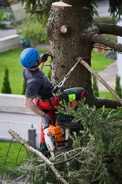 Best Firewood Processing and Delivery  in Day Valley, CA