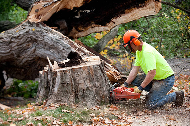 Best Tree Disease Treatment  in Day Valley, CA