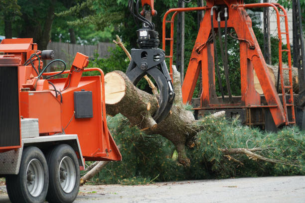 Best Tree Removal  in Day Valley, CA